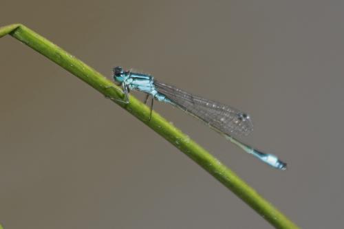 Ischnura elegans